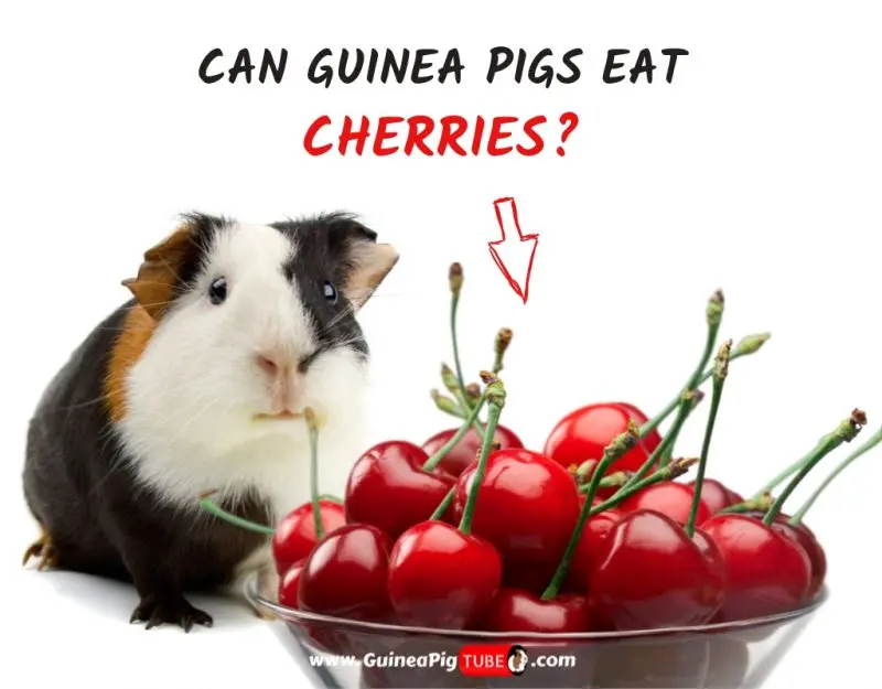 Is it possible to give guinea pigs cherries