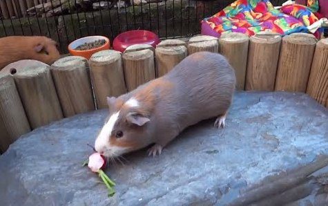 Is it possible to give guinea pigs radishes (fruit, leaves, tops)