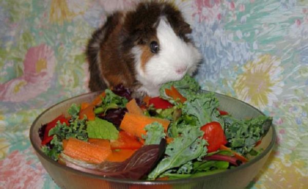 Is it possible to give guinea pigs radishes (fruit, leaves, tops)