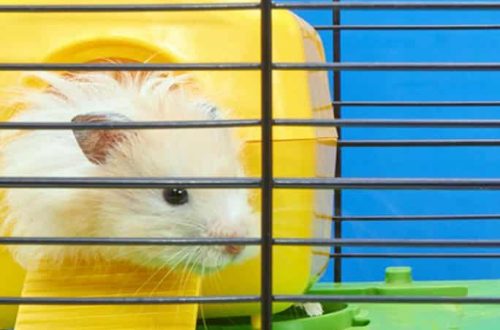 Is it possible to keep a hamster in a jar and a box where to put him if there is no cage