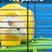 What do hamsters eat at home: a list of foods that can and should not be given to eat