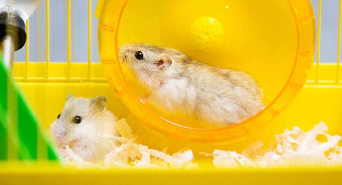 Is it possible to keep a jungarik and a Syrian hamster alone, can two hamsters get along together?