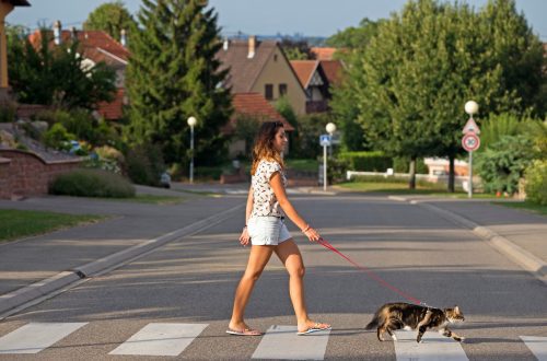 Is it possible to walk a cat on the street