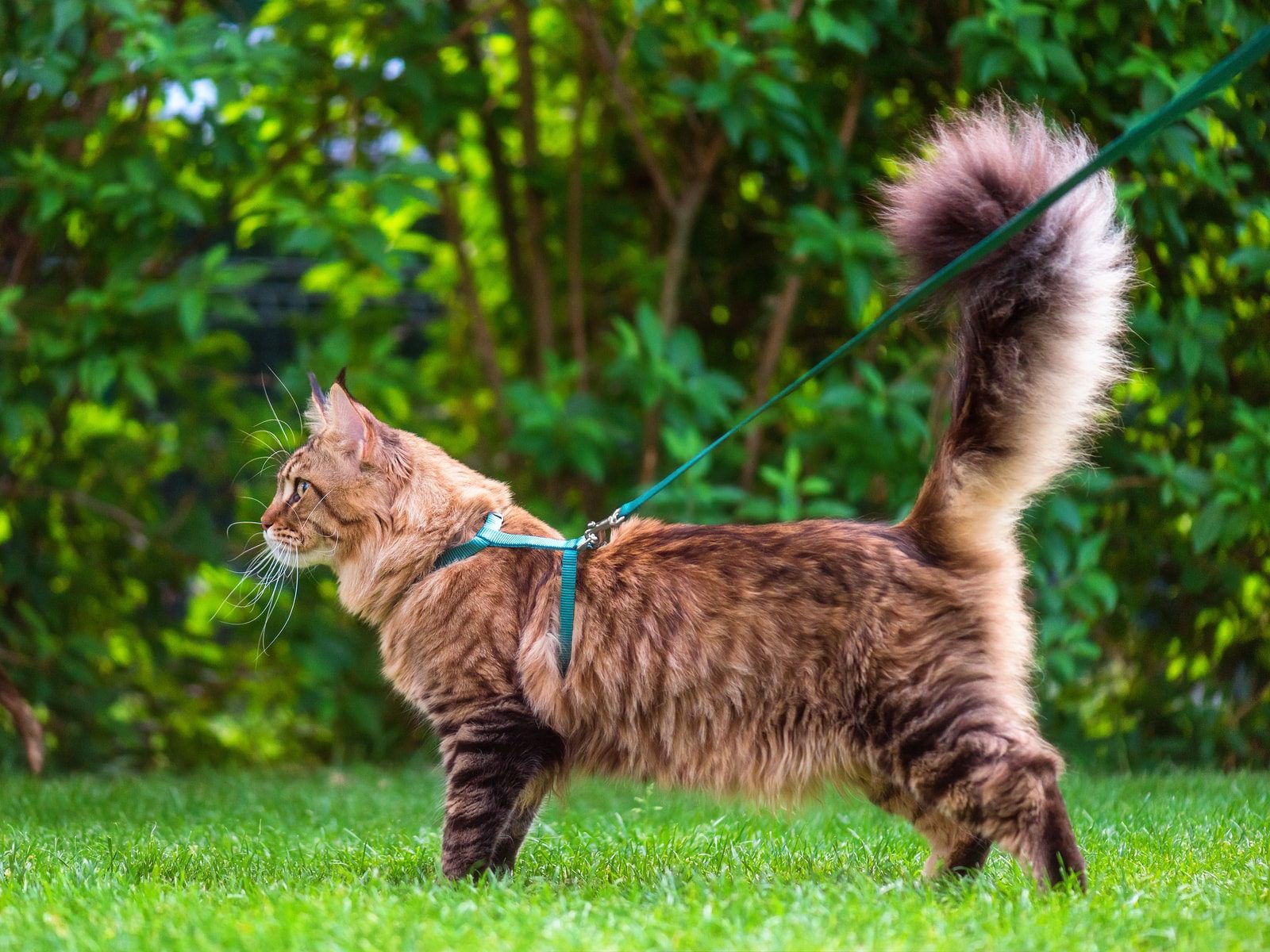 Is it possible to walk a domestic cat on a leash and how to do it correctly