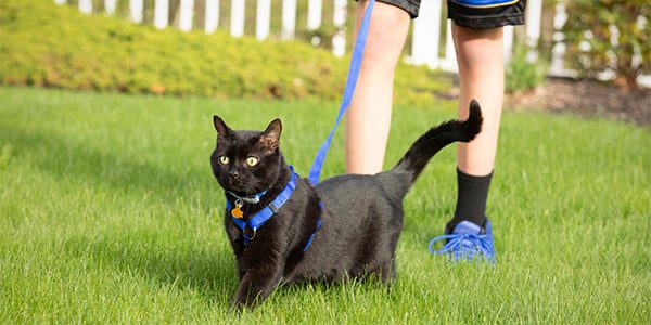 Հնարավո՞ր է ընտանի կատվին շղթայով քայլել և ինչպես դա անել ճիշտ