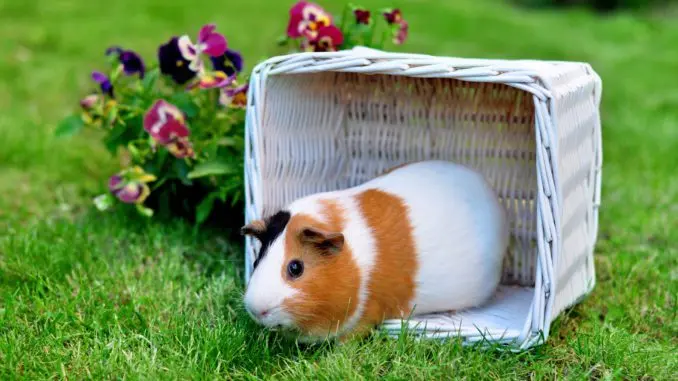 Is it possible to walk a guinea pig on the street