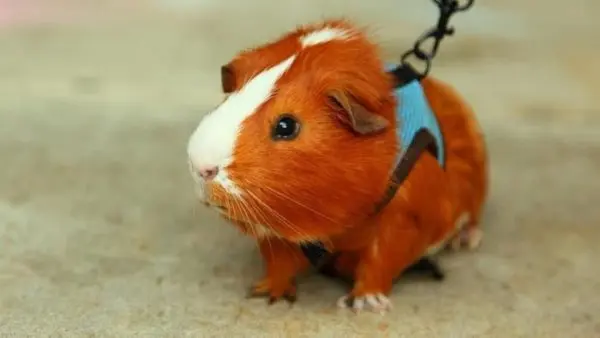 Is it possible to walk a guinea pig on the street