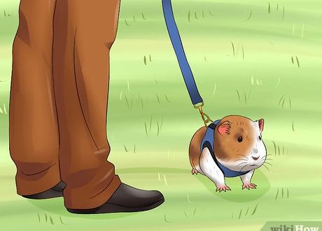 Is it possible to walk a guinea pig on the street