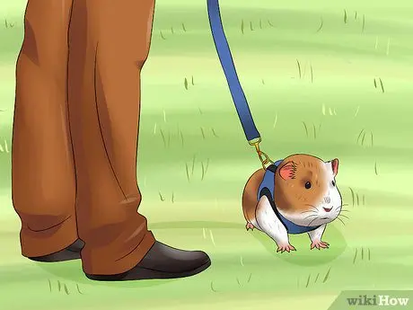 Is it possible to walk a guinea pig on the street