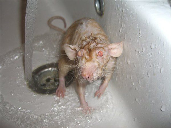 Is it possible to wash a rat: instructions for bathing decorative rats at home