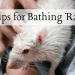The behavior of domestic decorative rats