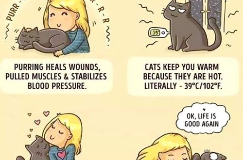 Is it true that cats heal?
