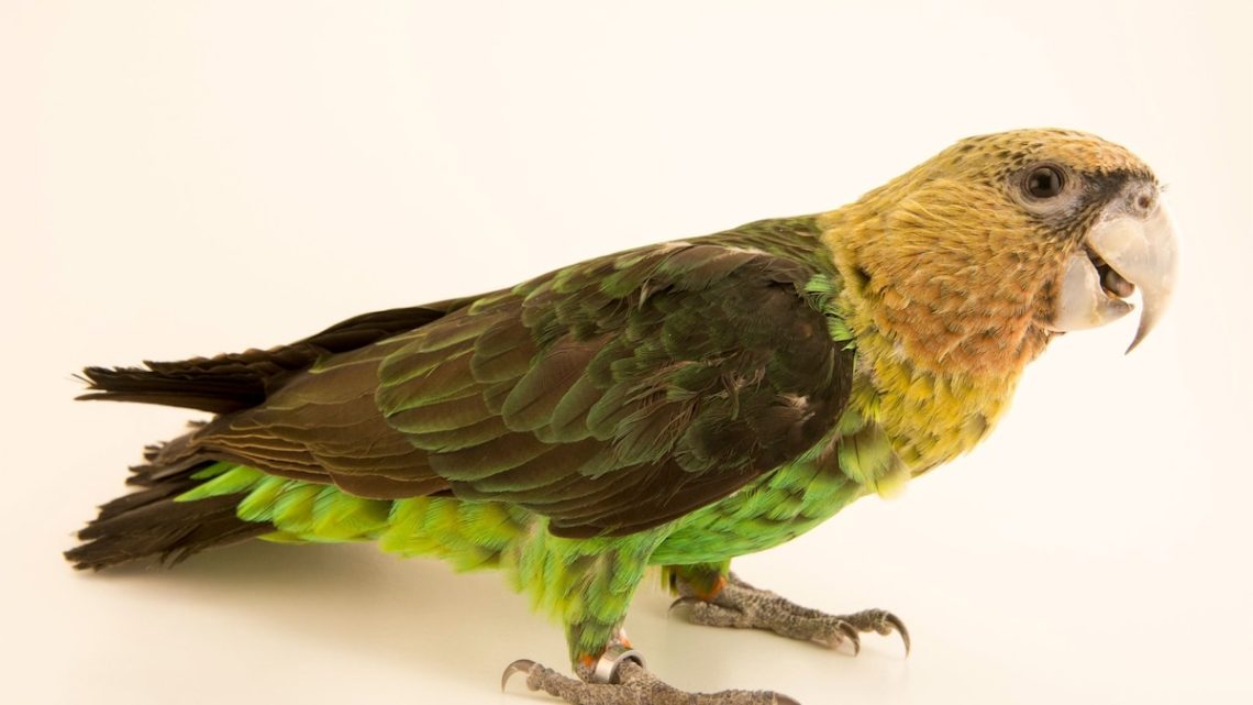 Is it worth buying a large parrot &#8211; a new study by ornithologists in the Canary Islands