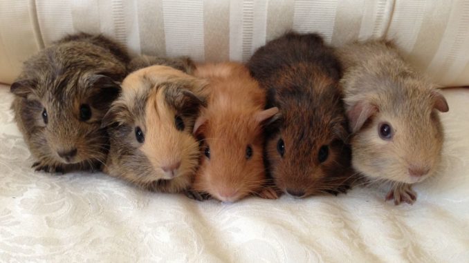 Is it worth getting a guinea pig: the pros and cons of keeping an animal