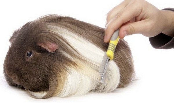 Is it worth getting a guinea pig: the pros and cons of keeping an animal