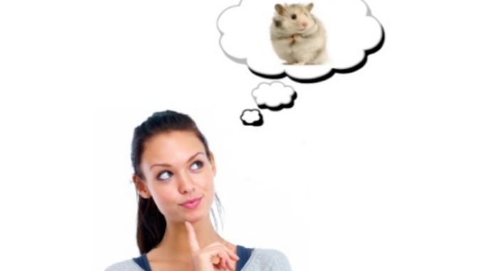 Is it worth getting a hamster in an apartment: pros and cons