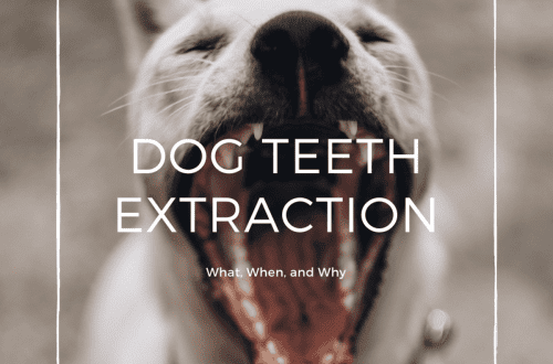 Is it worth removing a dog&#8217;s teeth: the need for a procedure, restoration and prevention