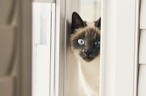 Is strabismus dangerous in cats?