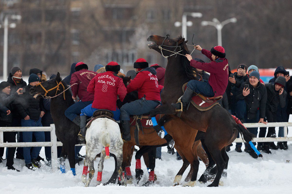 Is the kok-boru (goat-cutting) tournament at the CMI legal?