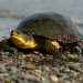 Hibernation of turtles at home: how and when turtles hibernate (photo)
