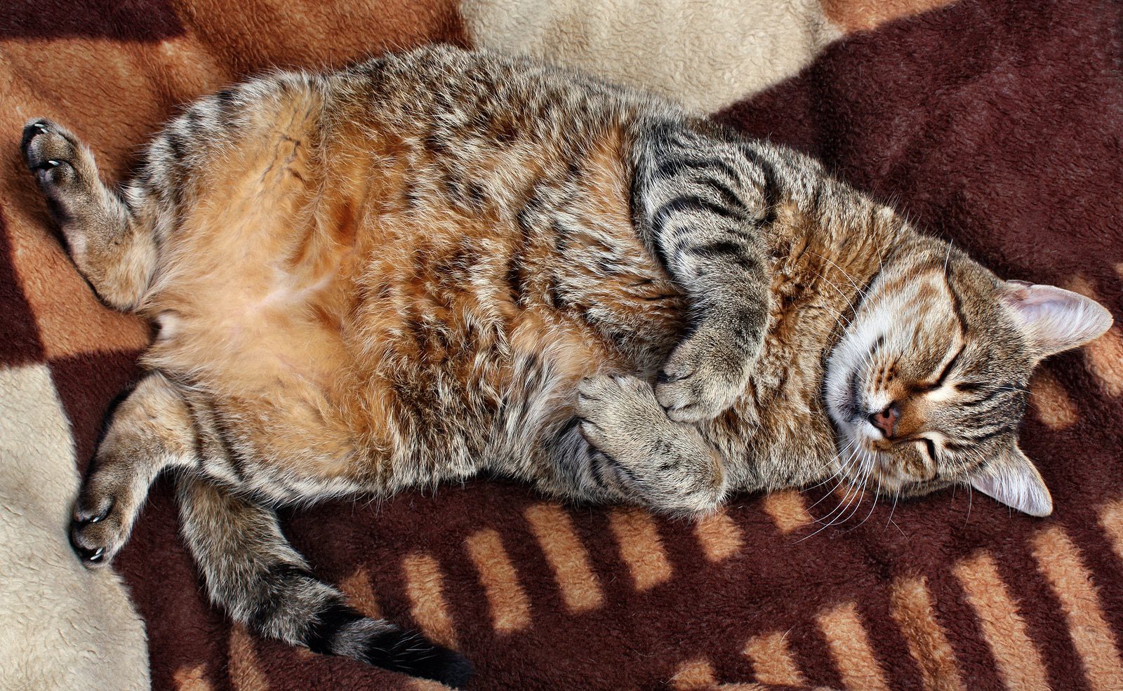 Is your cat overweight? Help her lose weight
