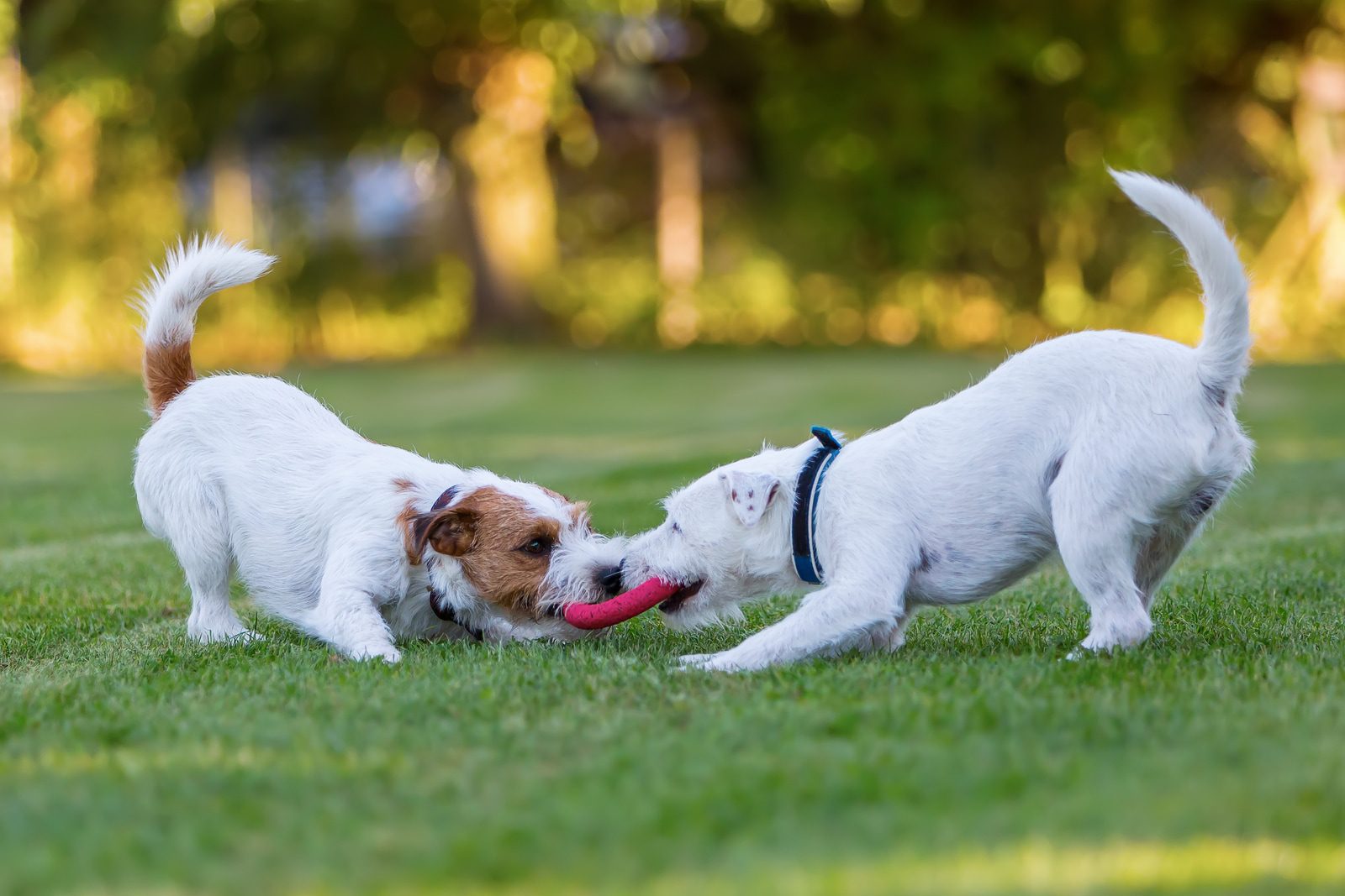 Is your dog playing too aggressively?