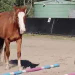 Is your horse testing you?