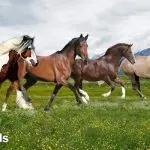 Isabella suit horse: history of origin, cost of a stallion, genetic features and nature of the breed