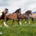 Kui palju hobune maksab: kuidas kujuneb hind ja millised tegurid mõjutavad hobuse maksumust?