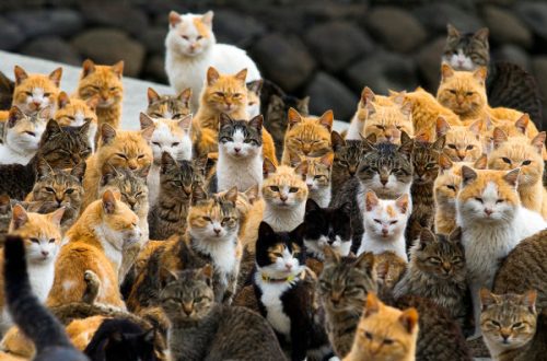 Island with more cats than people: Aoshima
