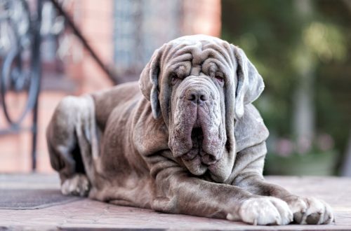 Italian dog breeds: overview and characteristics