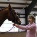 Eight Things to Understand Before Buying a Young Horse