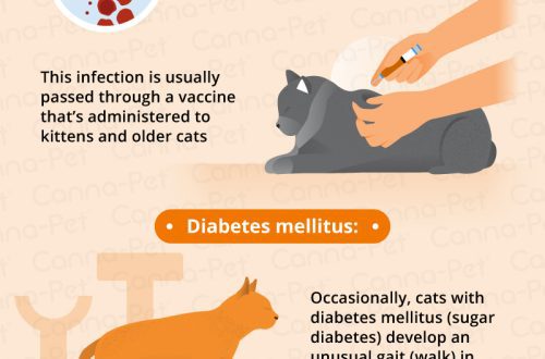Joint diseases in cats, their symptoms and treatment
