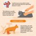 Cat metabolism: how to keep your pet healthy