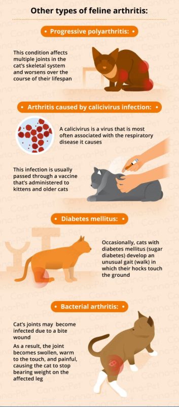 Joint diseases in cats, their symptoms and treatment