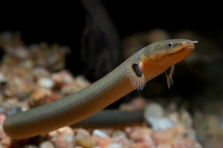 Kalamoicht Calabarsky: snake fish in a home aquarium