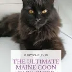 Keeping a Maine Coon – the difficulties of raising big cats