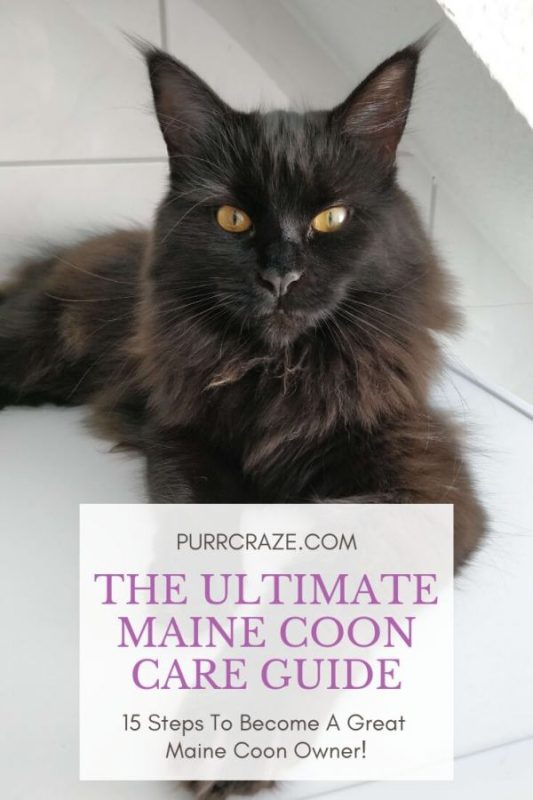 Keeping a Maine Coon &#8211; the difficulties of raising big cats