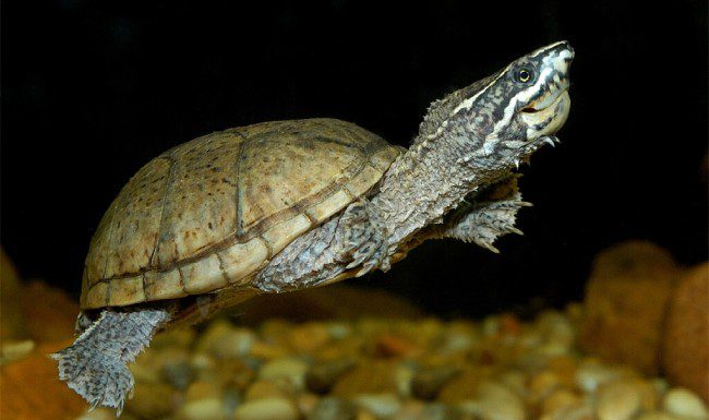 Keeping a musk turtle at home