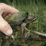 Keeping a musk turtle at home