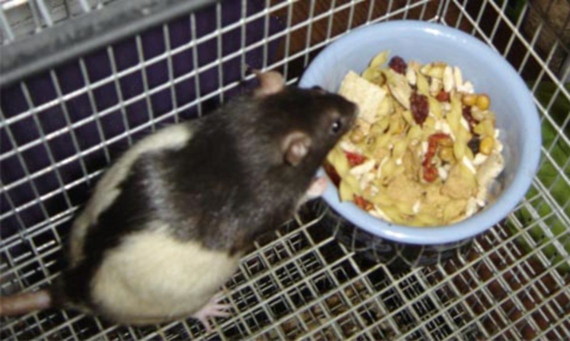 Keeping a rat at home: how to feed it correctly and what foods to give?