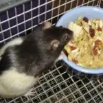 Keeping a rat at home: how to feed it correctly and what foods to give?