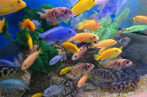 Keeping cichlids in an aquarium