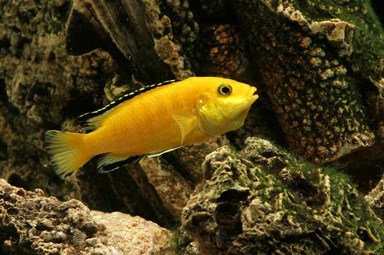 Keeping cichlids in an aquarium