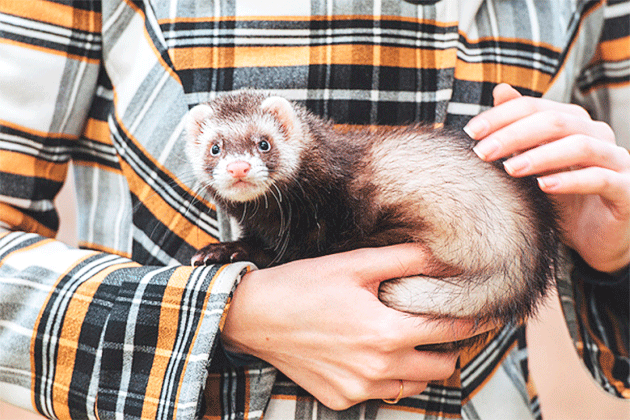 Keeping domestic ferrets