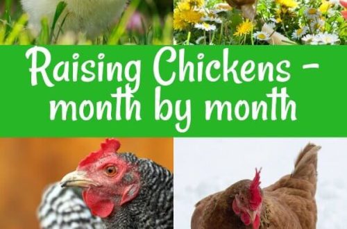 Keeping laying hens in the country all year round and seasonally