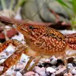 Keeping marble crayfish in an aquarium: creating optimal conditions