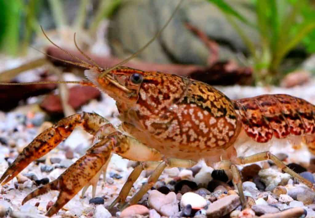 Keeping marble crayfish in an aquarium: creating optimal conditions
