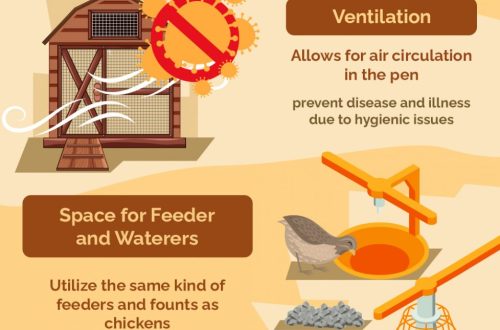 Keeping quails at home: features of caring for young and adult birds