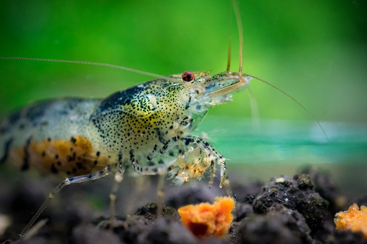 Keeping shrimp in an aquarium